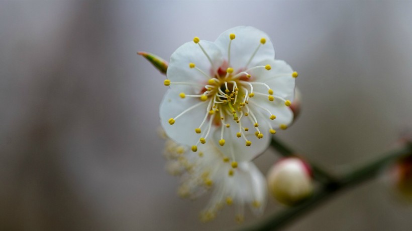 白色梅花图片