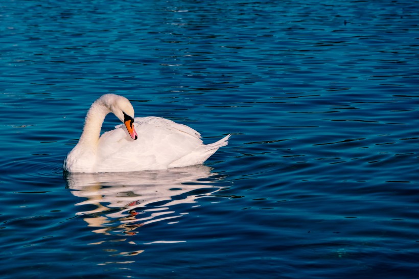 在水中悠闲高傲的白天鹅图片