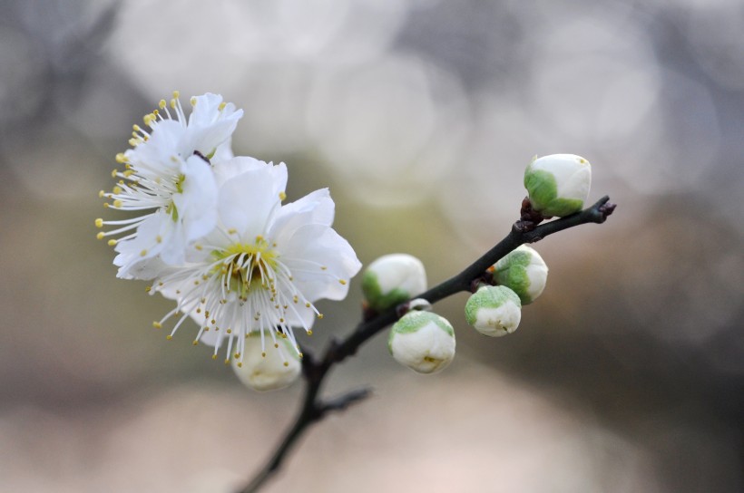 香氣撲鼻的白梅花圖片