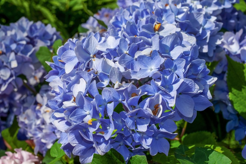 花型飽滿味道清香的藍(lán)色繡球圖片