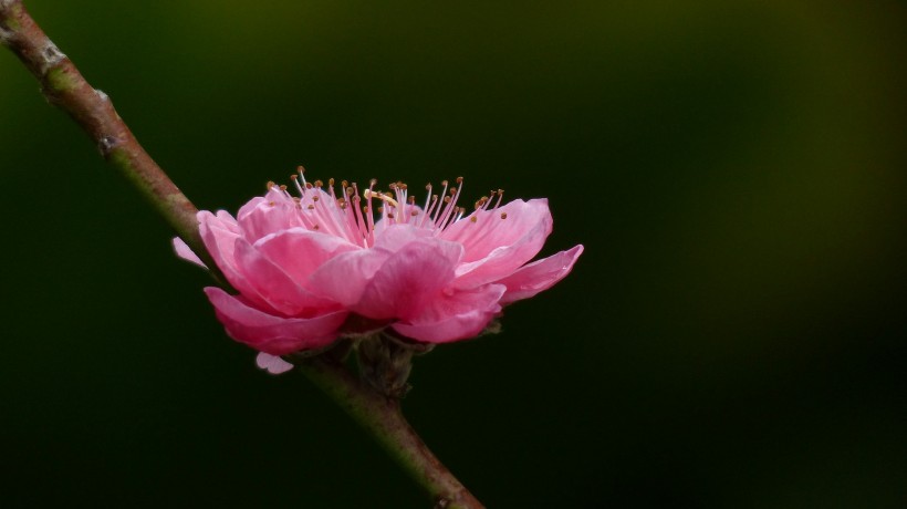 桃花图片