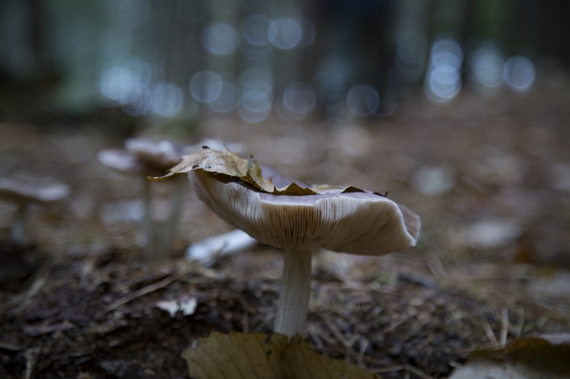 森林中的野生蘑菇图片