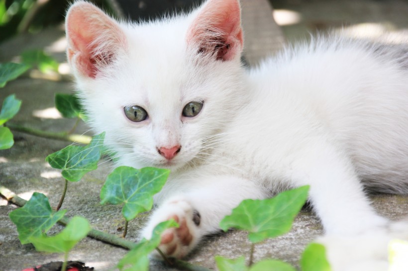 软萌可爱的小猫图片