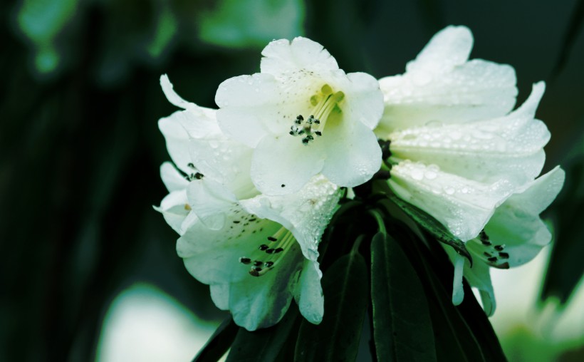 雨后杜鹃花图片