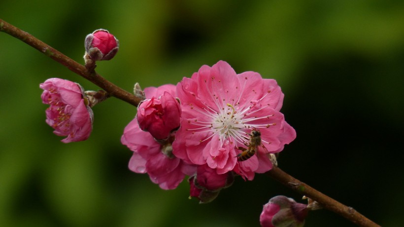 桃花图片