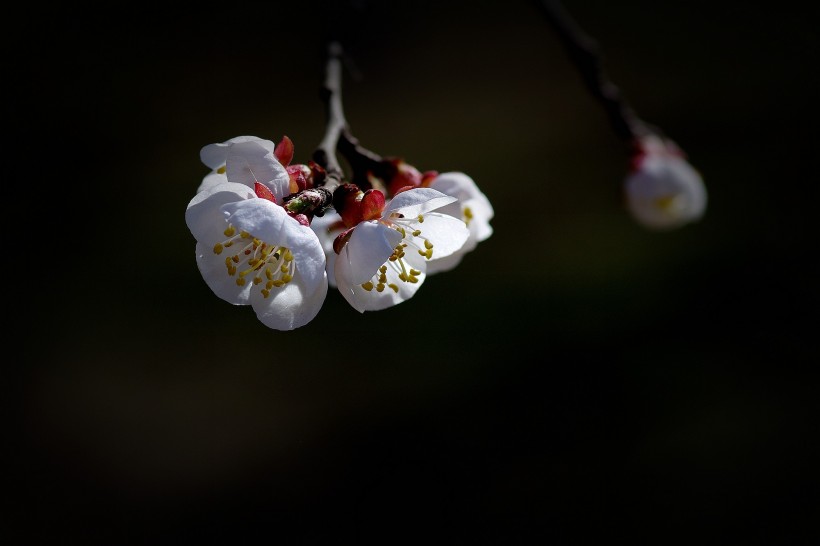 杏花圖片