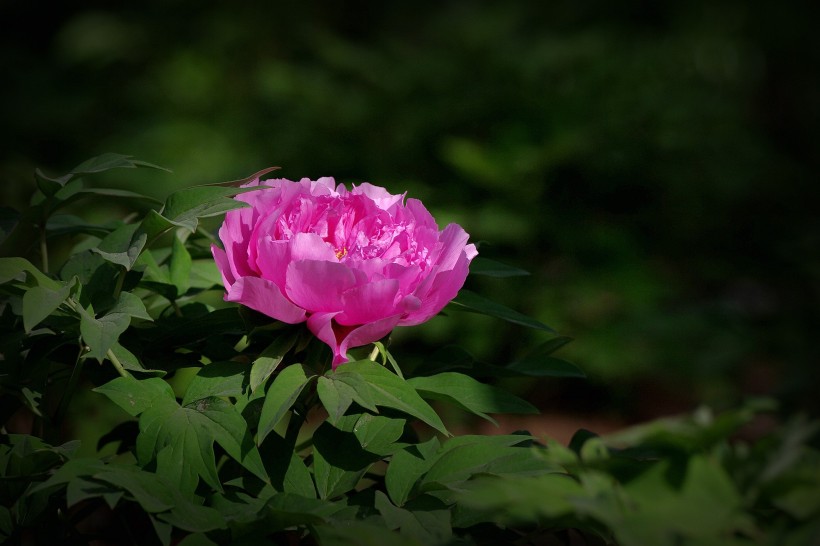 牡丹花图片