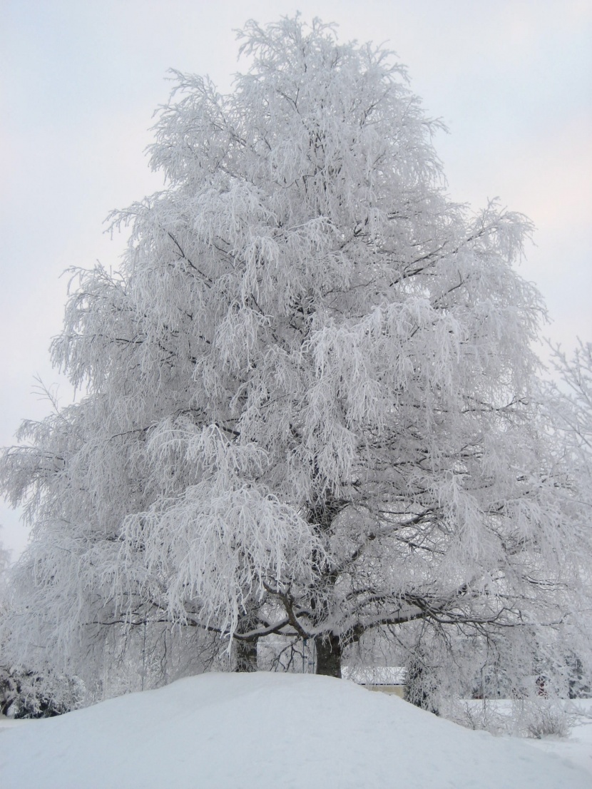 芬蘭的雪圖片