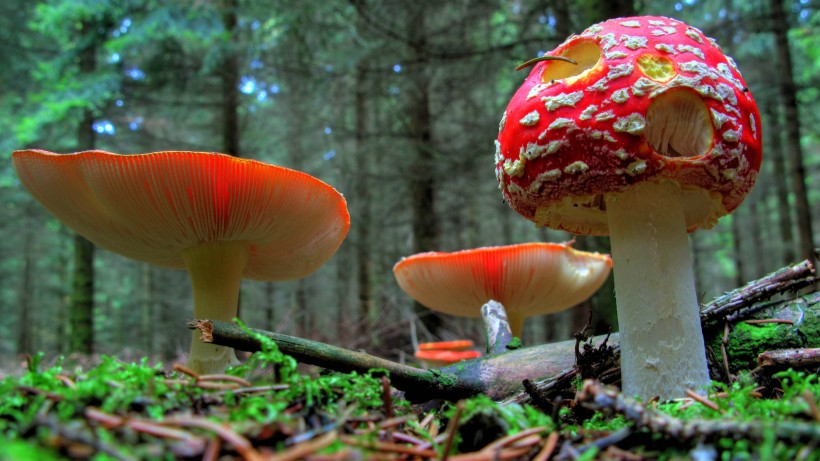 草丛里的红色毒蘑菇图片