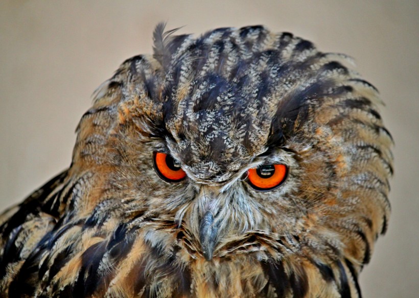 眼神犀利的猫头鹰图片