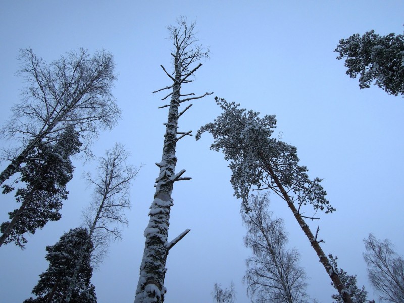 芬蘭的雪圖片