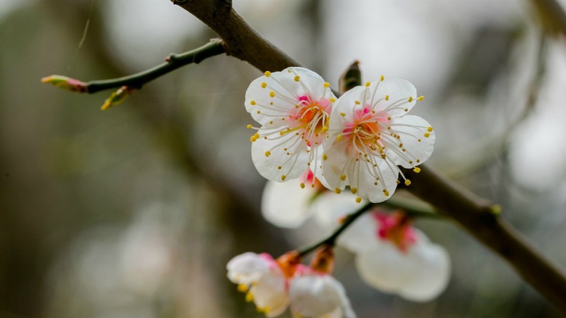 白色梅花圖片