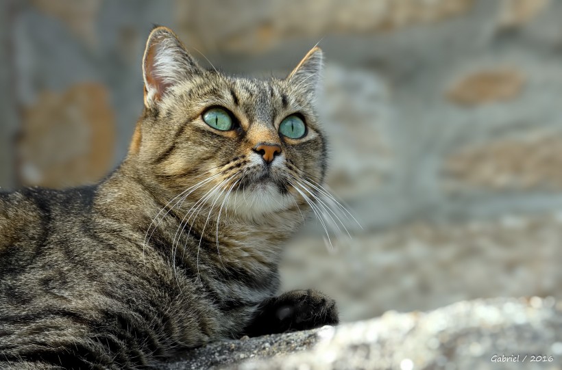 睁大双眼的小猫图片