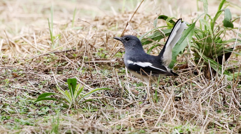 鵲鴝鳥類圖片