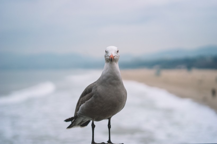 悠閑自在的海鷗圖片