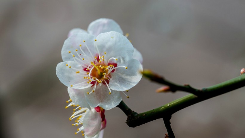 白色梅花图片