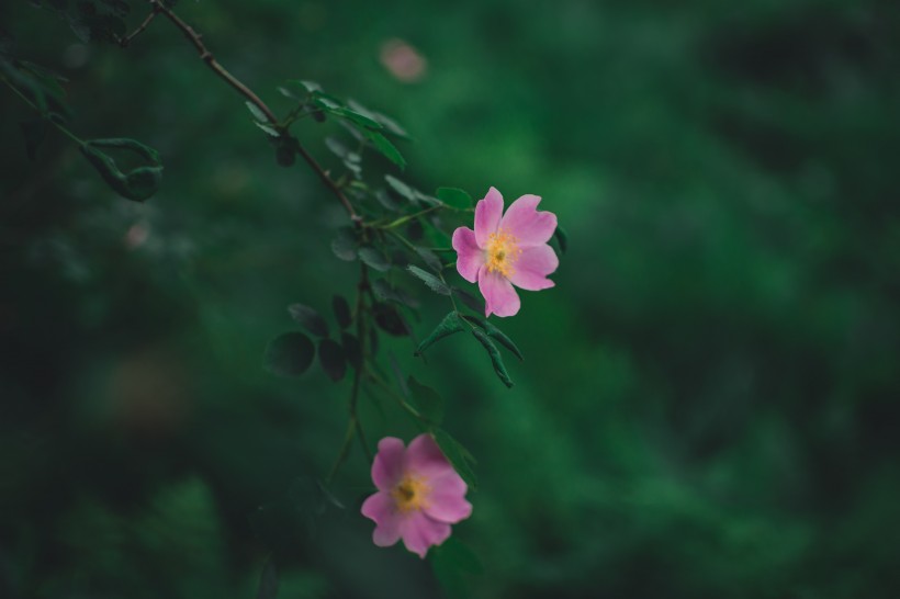 花色丰富摇曳生姿的酢浆草图片