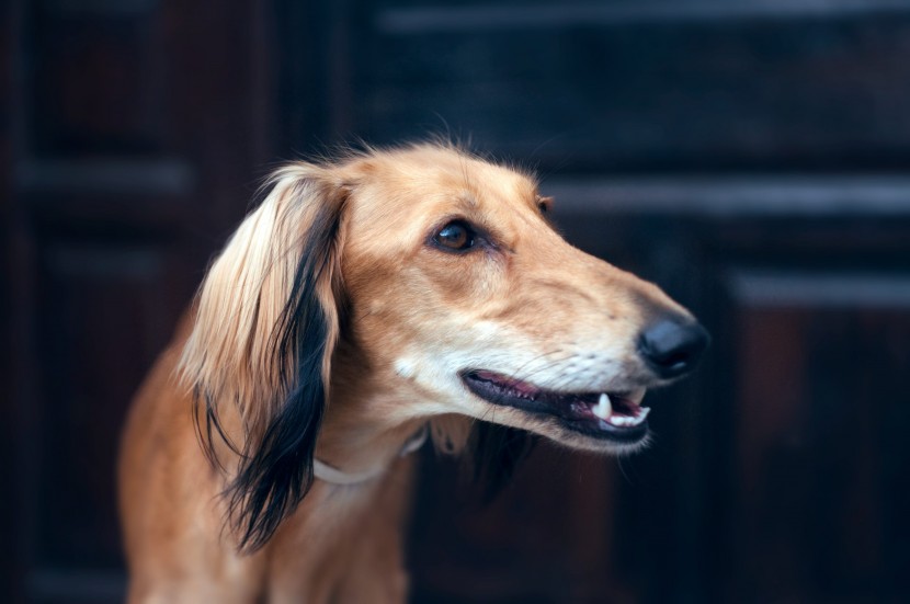 优雅敏捷的东非猎犬图片