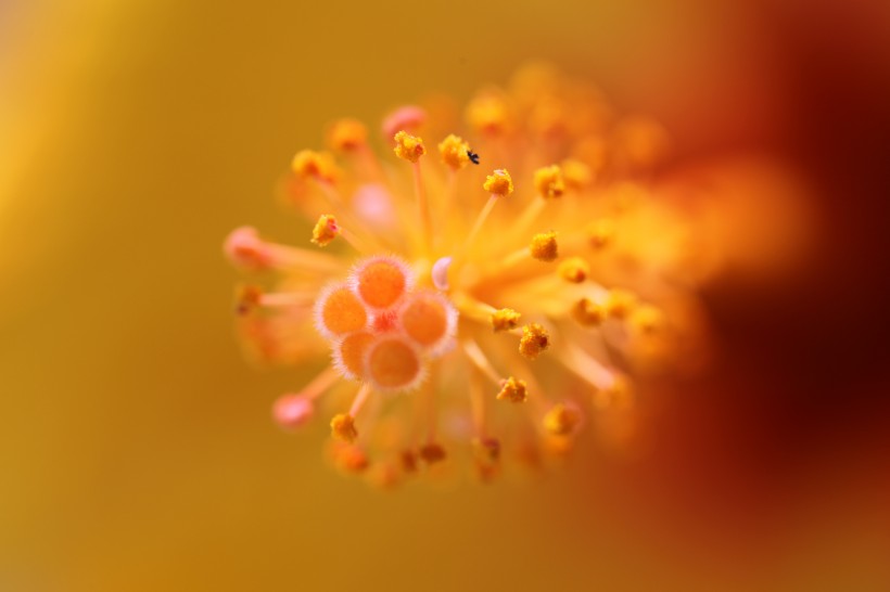 木槿花特写图片