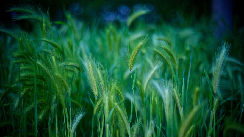 田野里努力生长的麦子图片