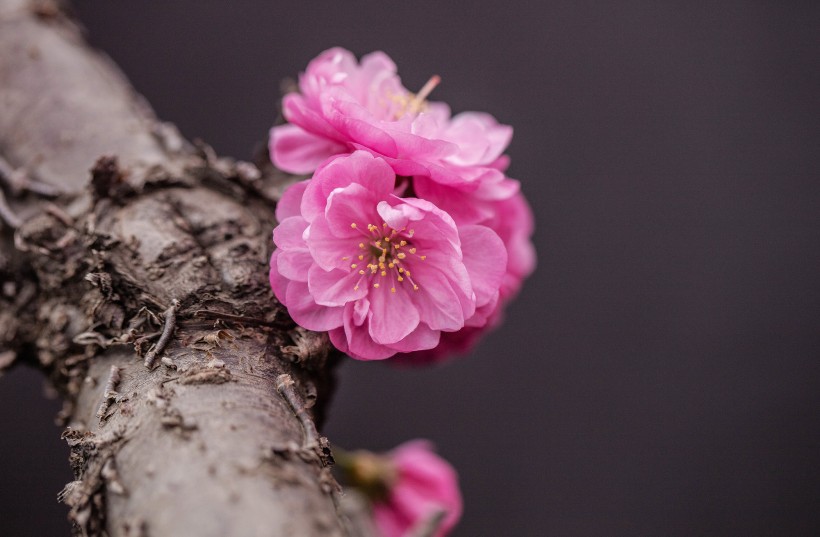 美丽的桃花图片