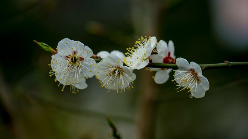 白色梅花图片