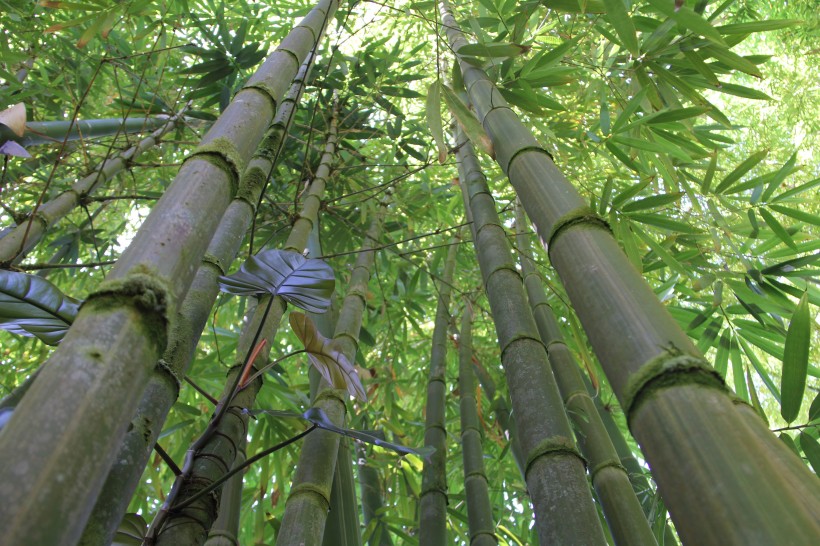 翠綠的竹林圖片