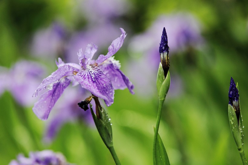 雨中鳶尾花圖片