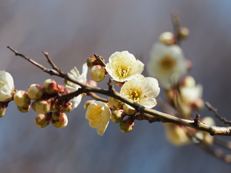 香氣撲鼻的白梅花圖片