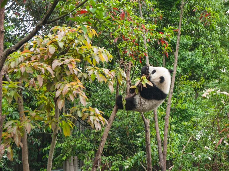 可愛的熊貓圖片