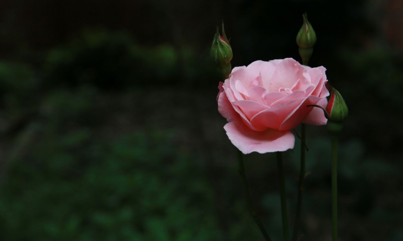 粉色月季花圖片