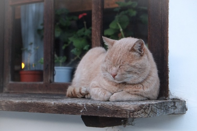 躺着睡觉的小猫图片