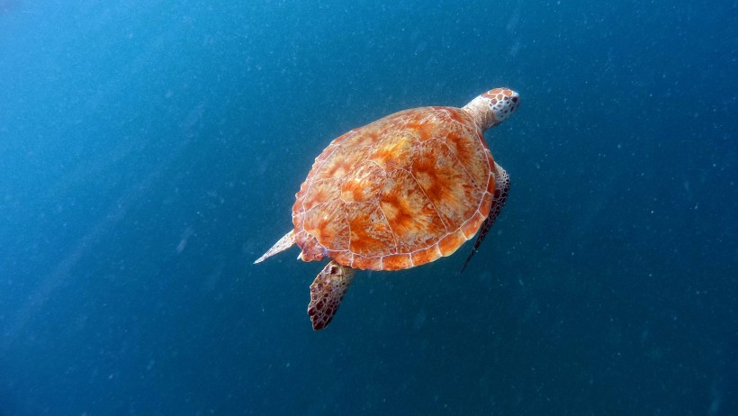 大海里的海龜圖片