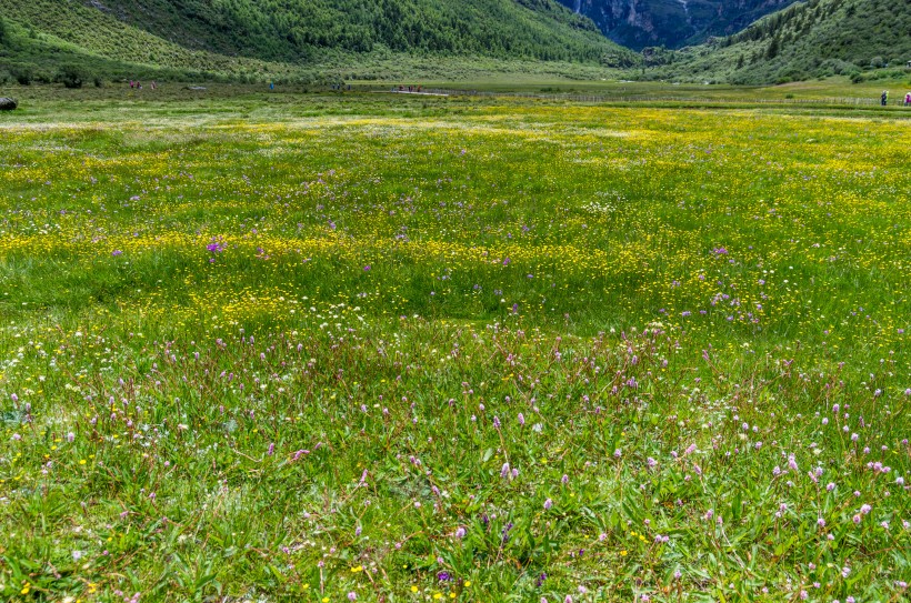 盛夏的四川稻城亚丁风景图片