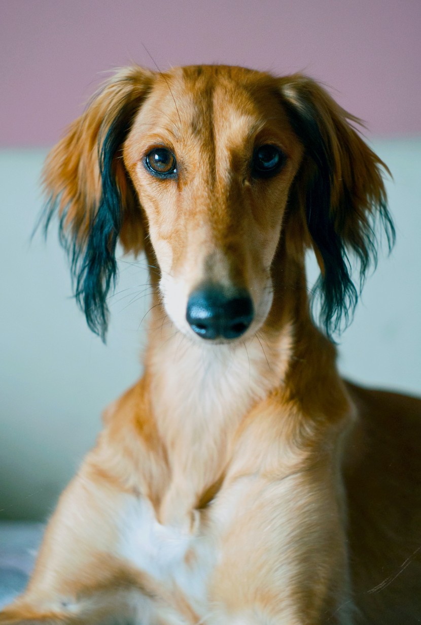 优雅敏捷的东非猎犬图片