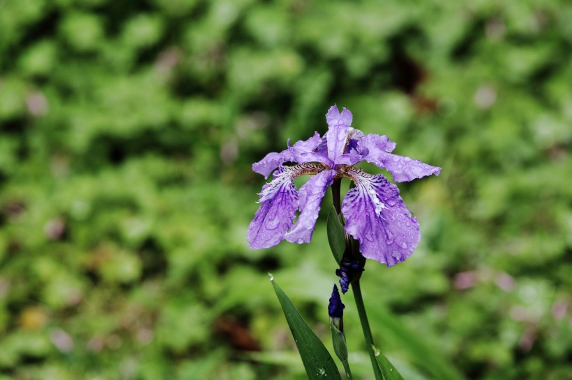 雨中鳶尾花圖片