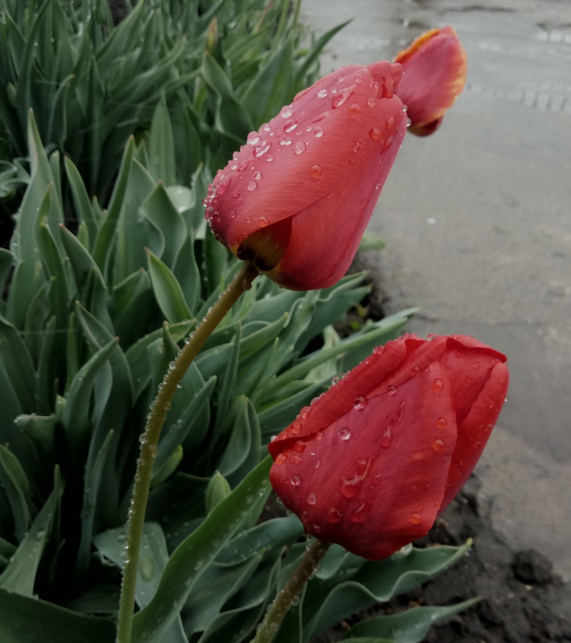 鲜花花瓣上的水珠图片