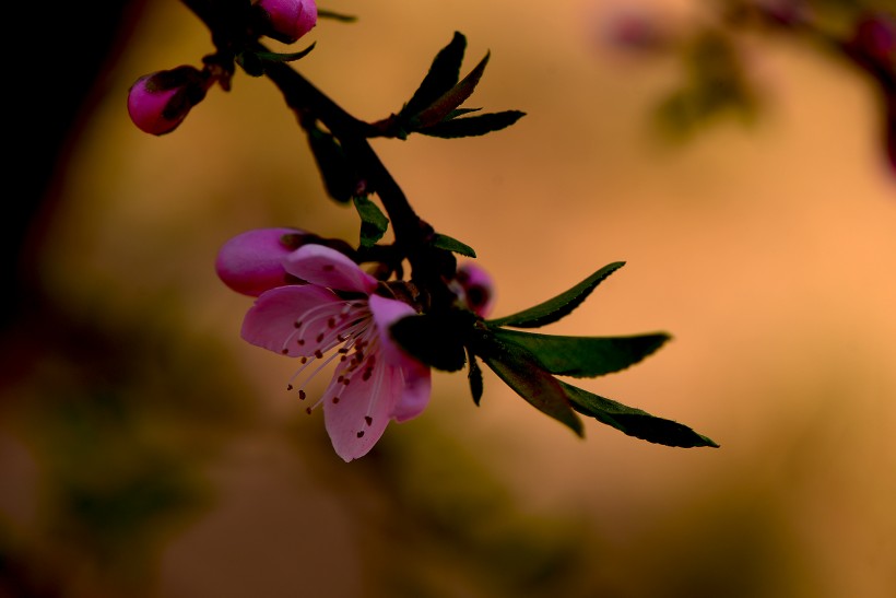 粉红色桃花图片