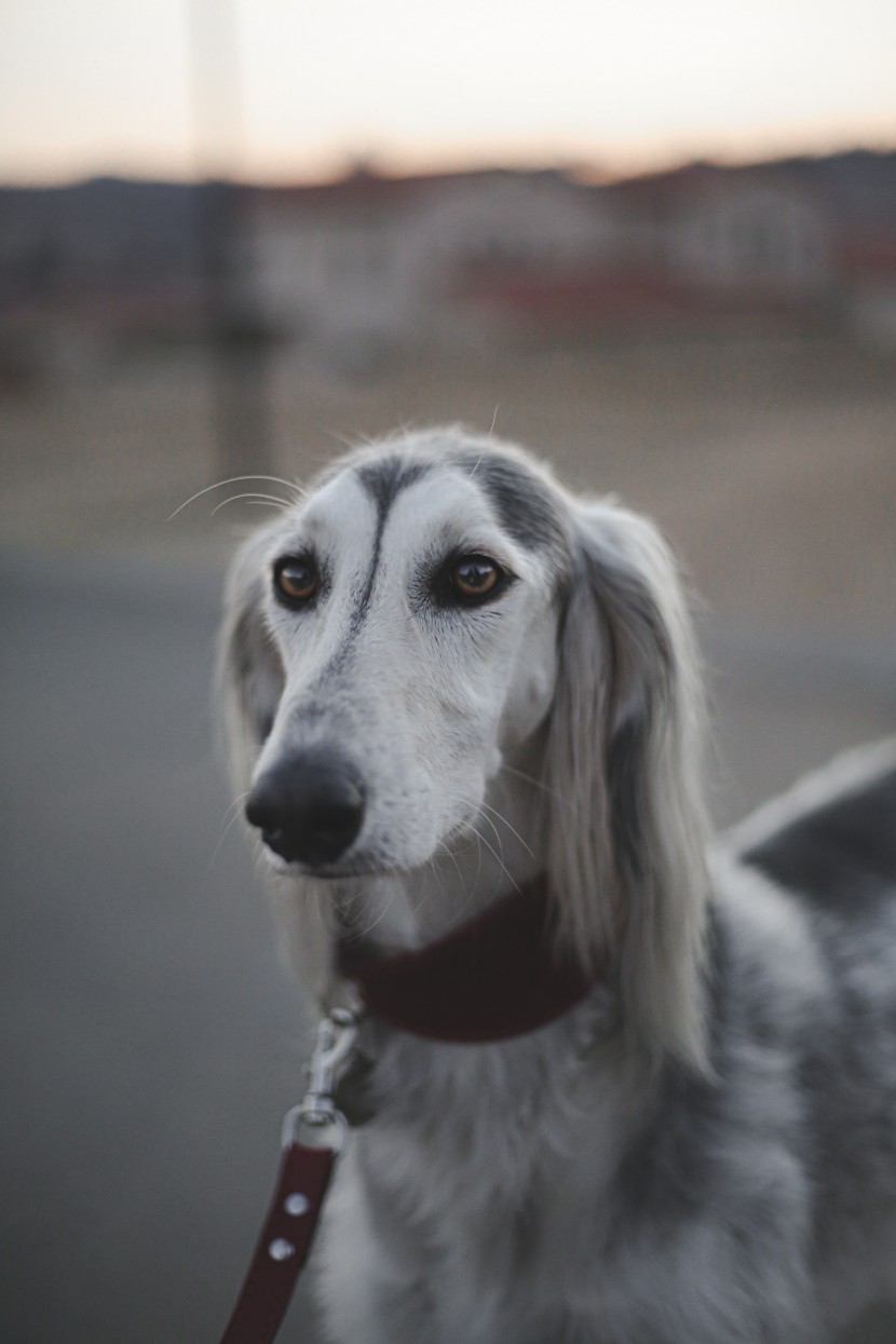 优雅敏捷的东非猎犬图片