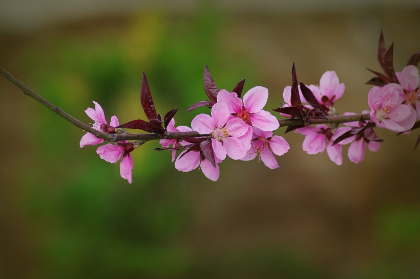 艳丽桃花图片