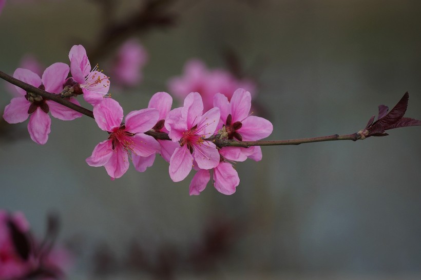 艳丽桃花图片