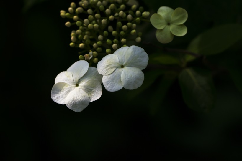 潔白的瓊花圖片