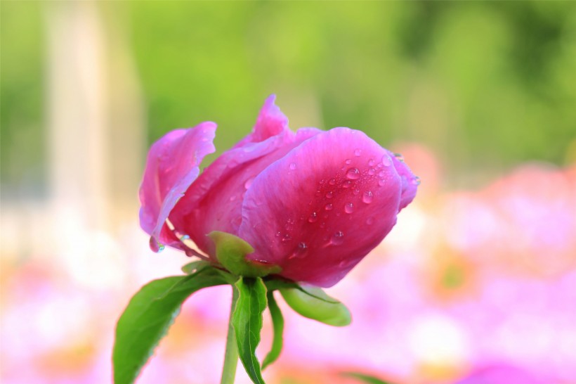 雨后的芍藥花圖片