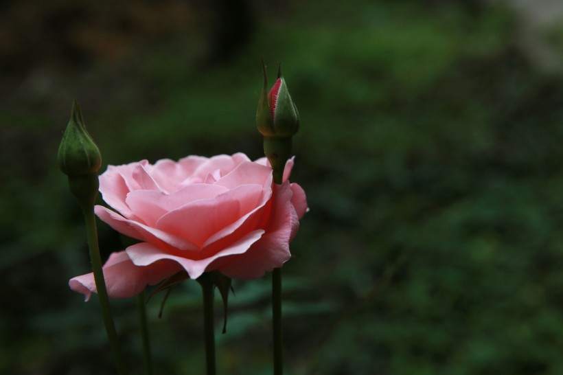 粉色月季花圖片