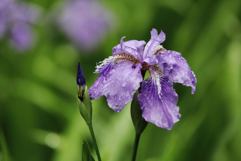 雨中鳶尾花圖片