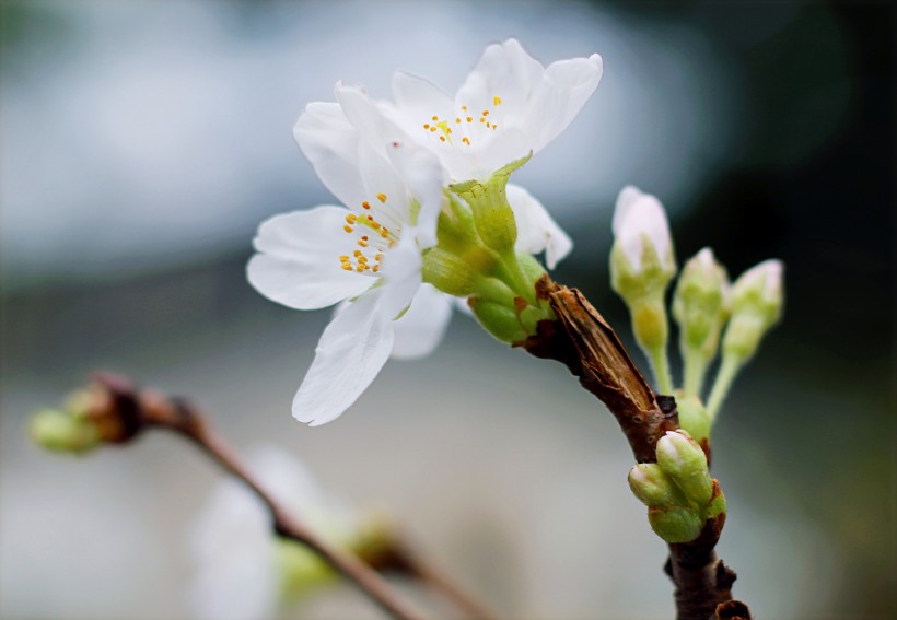 香氣撲鼻的白梅花圖片