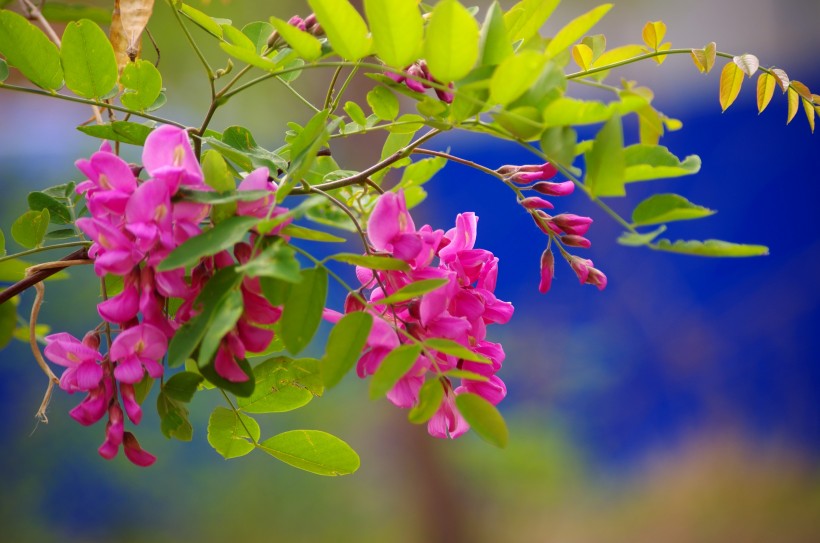 槐花图片