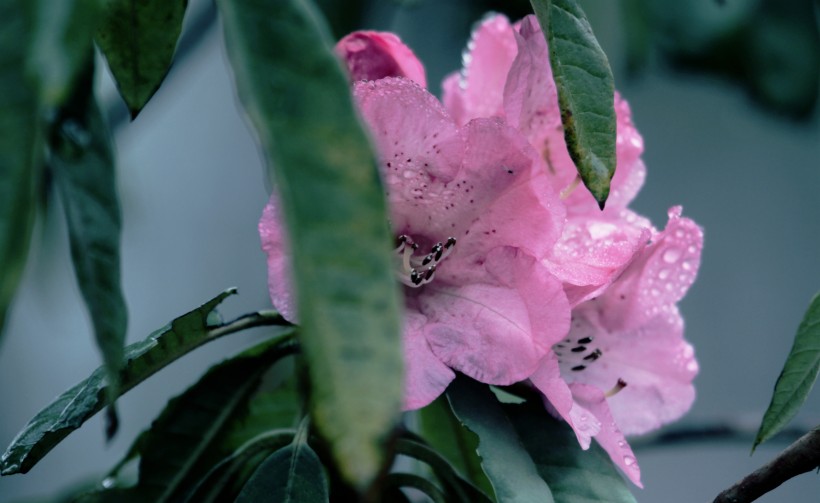 雨后杜鵑花圖片