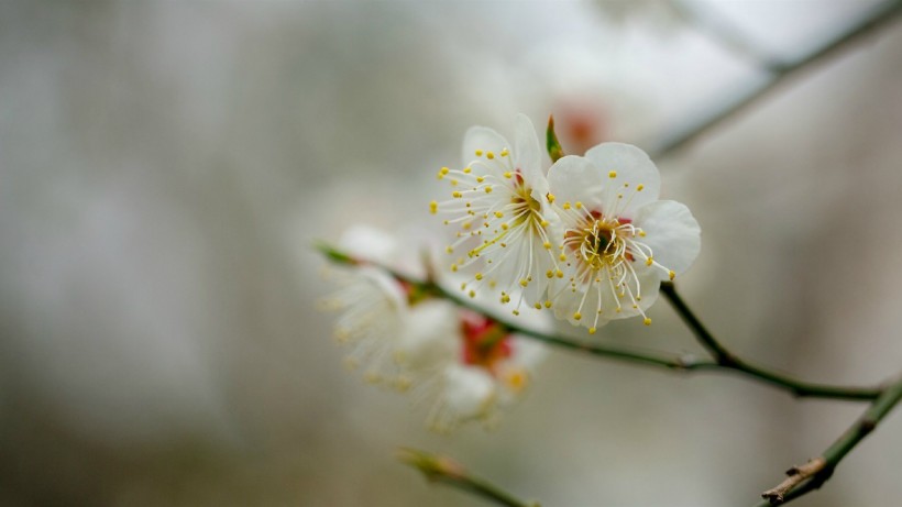 白色梅花图片