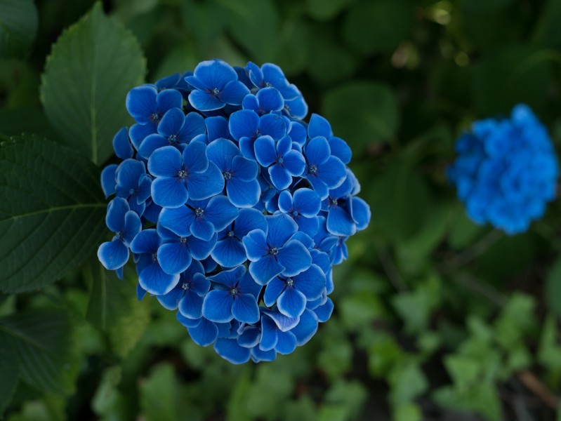 花型饱满味道清香的蓝色绣球图片